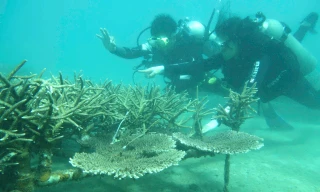 Cận cảnh lặn sâu dưới đáy biển phục hồi san hô 