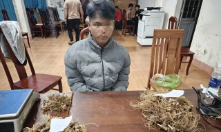 Bắt nhóm trộm gần 300 gốc sâm Ngọc Linh 