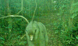 Phát hiện thêm cá thể voi con trong khu bảo tồn ở Đà Nẵng