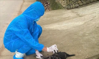 Chó mắc bệnh dại cắn 5 người ở Đà Nẵng