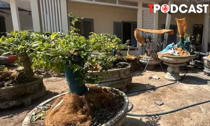 NÓNG 10/4: Chủ nhân 42 cây mai vàng ở Côn Đảo lần đầu nói về quyết định tịch thu cây