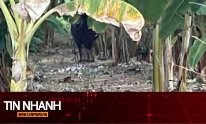 TIN NHANH: Vụ con trâu gây án rồi 'vượt biên', có làm thay đổi trách nhiệm?