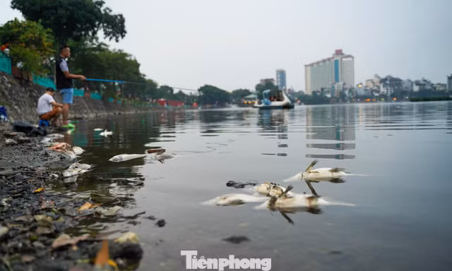 Cá chết bất thường, nổi trắng ven hồ Trúc Bạch