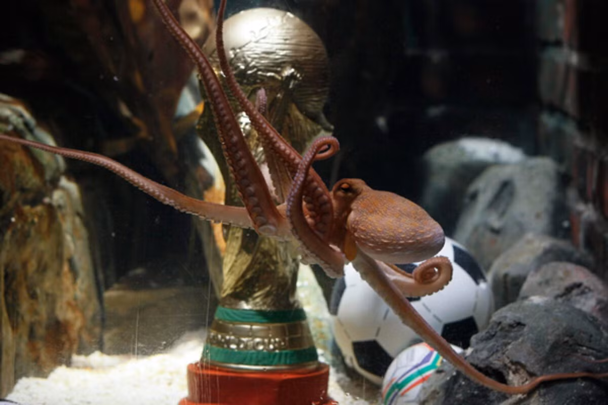 0712-octopus-paul-trophy.jpg