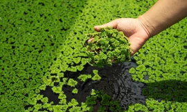 Loài thực vật nhỏ dưới đầm lầy mà bạn không ngờ tới ở châu Á có thể làm chậm quá trình lão hóa não 