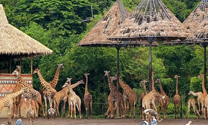 Sở Tài chính Hà Nội nói về dự án Safari Ba Vì