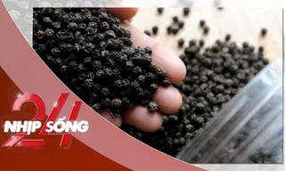 NHỊP SỐNG 24: Ba quốc gia chi tiền gom mua ồ ạt ‘vàng đen’ của Việt Nam