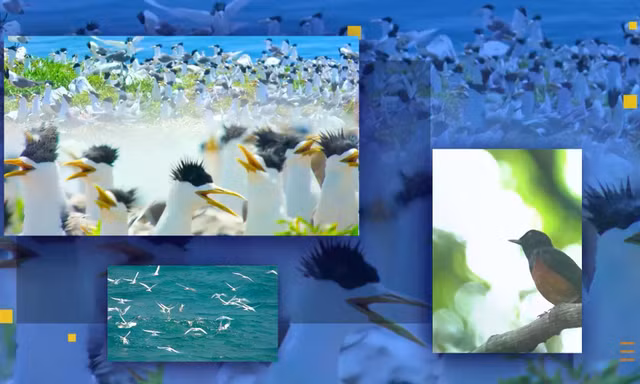 Một Côn Đảo rất khác qua 'Vietnam Wild Live': Hoang dã, nguyên sơ và đầy sức sống