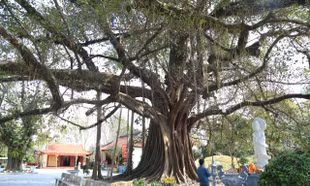 Ngắm quần thể ba cây đại thụ quấn chặt vào nhau