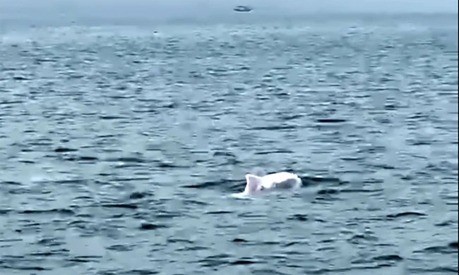 Đàn cá heo trắng tung tăng bơi lượn ở biển Quảng Ninh