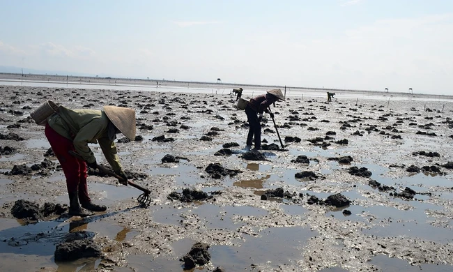 Báo động tình trạng tận diệt đặc sản sá sùng ở Quảng Ninh