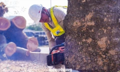 Chặt hạ hàng loạt cây cổ thụ để mở rộng đường 70 trị giá 3.380 tỷ đồng