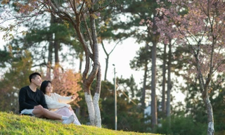 Mai anh đào Đà Lạt bung nở rực rỡ dịp Valentine