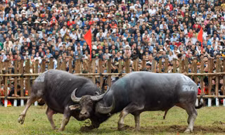 ẢNH: Kịch tính lễ hội 'đấu ngưu' làng Hải Lựu