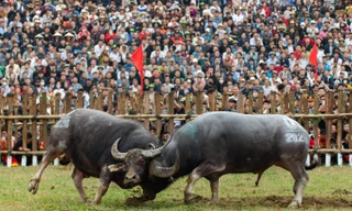 ẢNH: Kịch tính lễ hội 'đấu ngưu' làng Hải Lựu