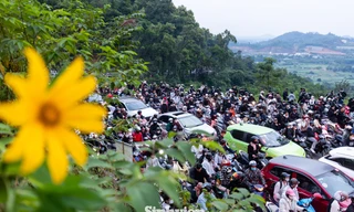 'Biển người' đổ về Ba Vì: Bạn trẻ dậy từ 2 giờ sáng để kịp check in hoa Dã Quỳ