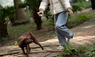 Sự thật về ‘đảo mèo’ nằm giữa hồ Bảy Mẫu, công viên Thống Nhất