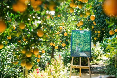 Vườn cam như trong phim hút khách du lịch Mộc Châu