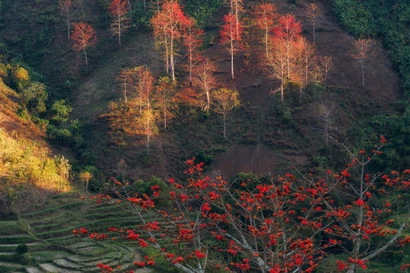 Hoa gạo 'thắp lửa' khắp núi rừng Tây Bắc 