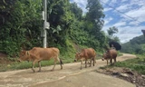 Bò của người dân đã được kéo về chăn tại bản để tránh bị giết hại