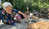 Bà Mai chăm sóc đàn mèo hoang ở Thảo Cầm Viên, yêu thương như con của mình ảnh: U.P