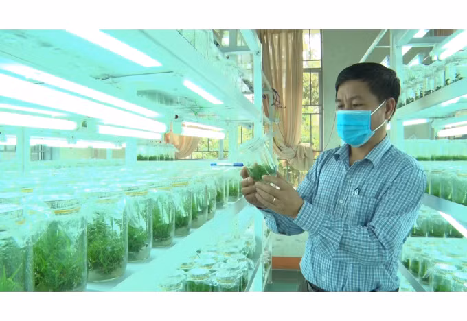 Nghiên cứu, phát triển, ứng dụng công nghệ chiến lược (công nghệ sinh học và y sinh tiên tiến, công nghệ di truyền, công nghệ tế bào, chọn giống chính xác, chọn giống theo hệ gen,...), sản phẩm công nghệ chiến lược (giống cây trồng, vật nuôi,...). Ảnh: Lê Bền.