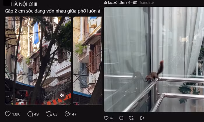 Tại sao người dân Hà Nội liên tục gặp sóc "chạy rào" Hồ Tây, vờn nhau trên phố?