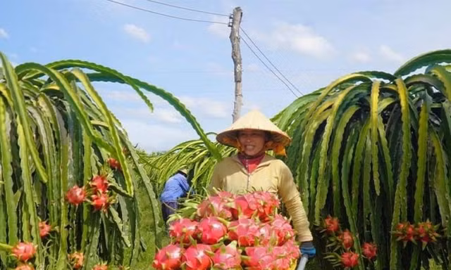 Sốt ruột vì nông sản Việt vào châu Âu 'tắc' mãi chưa thông 