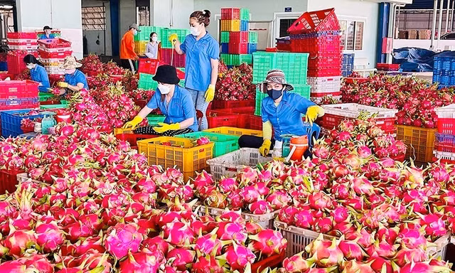 Nông sản Việt 'tắc đường' sang châu Âu 