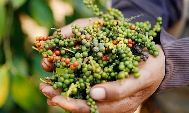 Bất ngờ giá hồ tiêu Việt Nam 