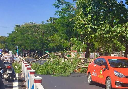 Cây phượng bất ngờ bật gốc, đổ trúng 2 người đi đường. Ảnh: A.X