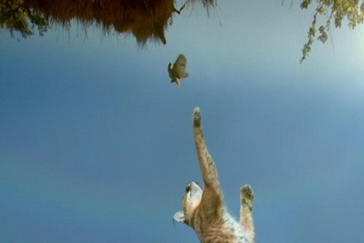 Linh miêu nhảy cao 3,5 mét để vồ chim thợ dệt