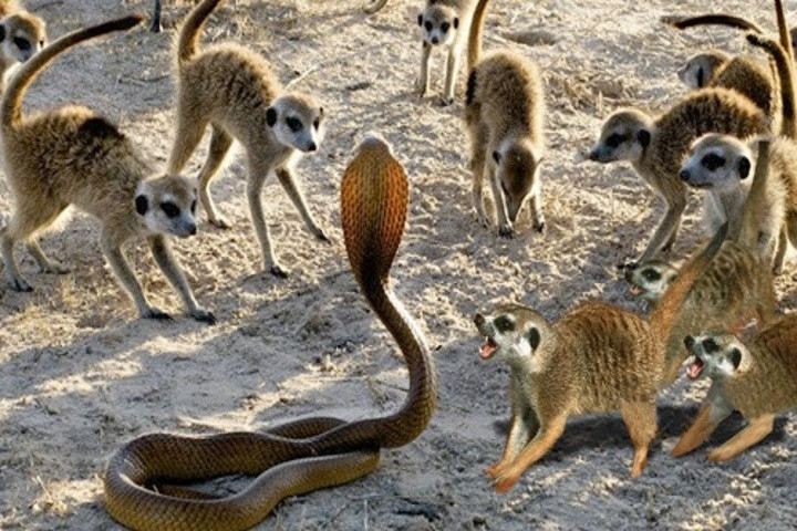 Loài cầy sinh tồn thành công trên sa mạc nhờ sức mạnh tập thể