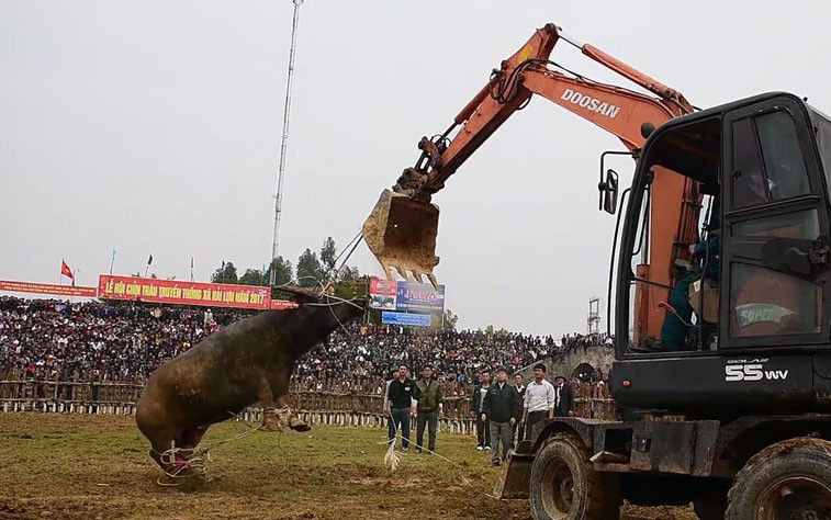 Khống chế trâu chọi lồng chạy trên sân đấu