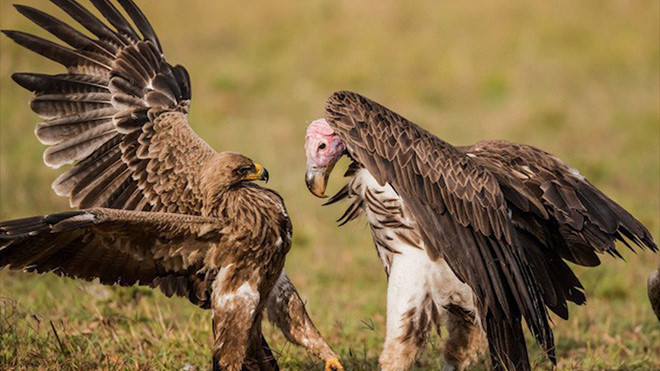 Đại bàng và kền kền đại chiến tranh nhau miếng ăn