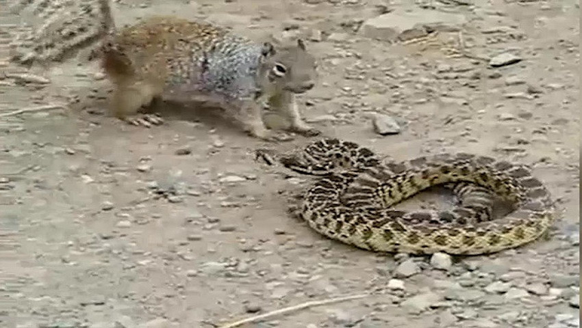 Sóc mẹ liều mình tấn công rắn để bảo vệ con non