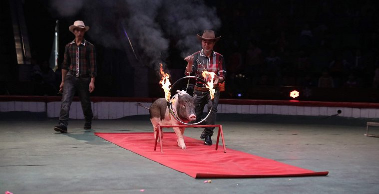 Video: Tròn mắt xem những chú lợn Móng Cái vượt vòng lửa