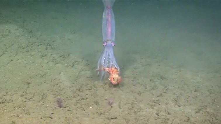 Chú cá may mắn thoát chết từ miệng mực