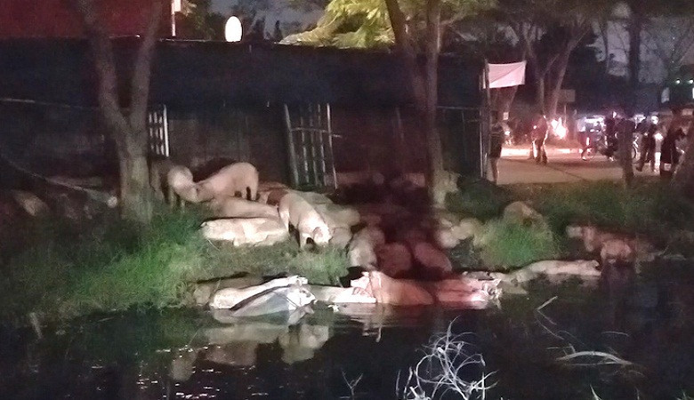 Xe tải lật ở Sài Gòn, cả trăm con heo tràn xuống kênh