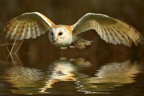 Loài chim bay không gây tiếng động