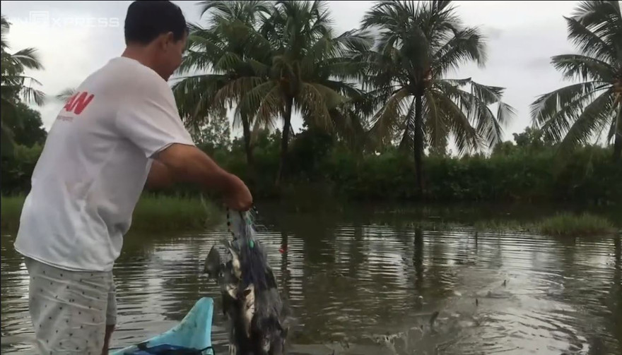 Đập sào đuổi cá rô phi vào lưới ở miền Tây