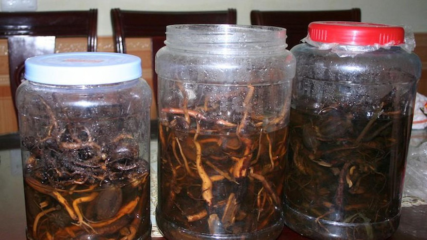 1 người chết, 1 nguy kịch do uống rượu ngâm cây thuốc phiện