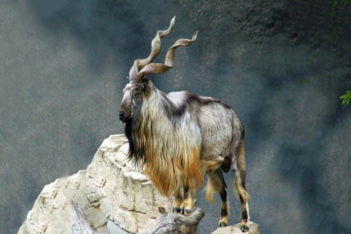 Loài dê núi được chọn làm biểu tượng quốc gia của Pakistan