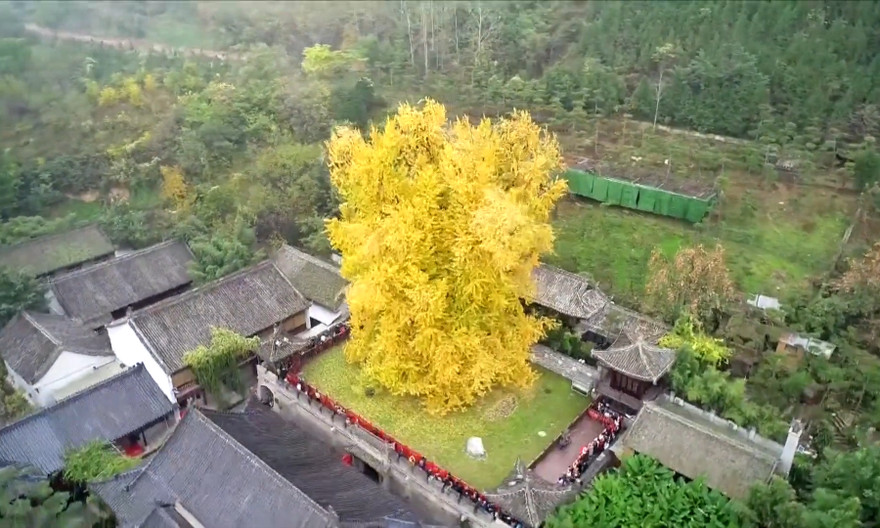 Bạch quả 1.400 năm tuổi ngả màu vàng rực