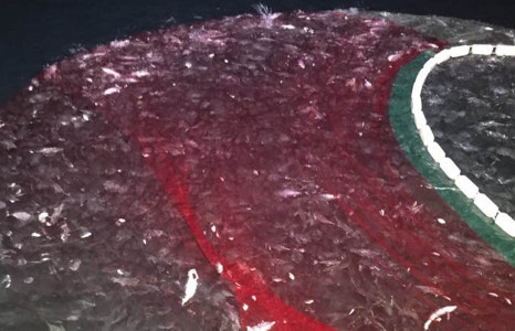 Clip mẻ cá bè vàng hơn 7 tỷ đồng của ngư dân Quảng Trị