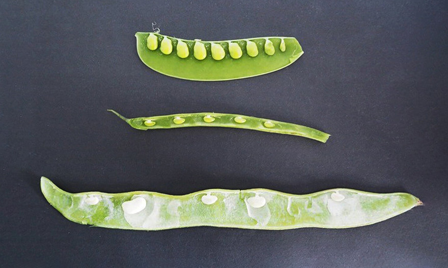 Vì sao các hạt trong quả đậu cách đều nhau?