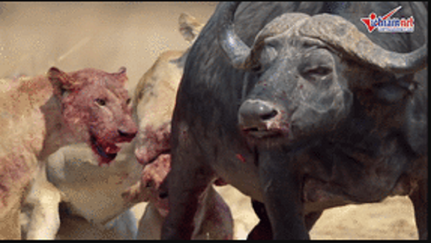 Trâu rừng bị cả đàn sư tử cắn tàn bạo, xé thịt đến chết