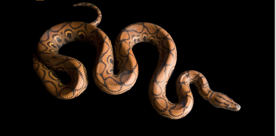 Những bức ảnh động vật ấn tượng nhất 2017 trên National Geographic