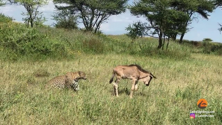 Linh dương đầu bò con cô độc, nhận cái kết thảm trước báo hoa mai