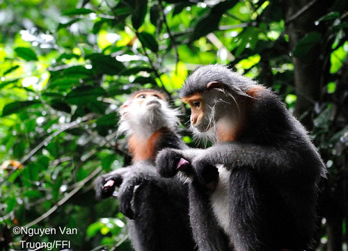 Loài chà vá chân xám mới được phát hiện ở Tây Nguyên. Ảnh: Nguyễn Vân Trường 